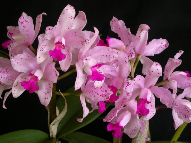 Cattleya_amethystoglossa